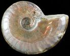 Flashy Red Iridescent Ammonite - Wide #45784-1
